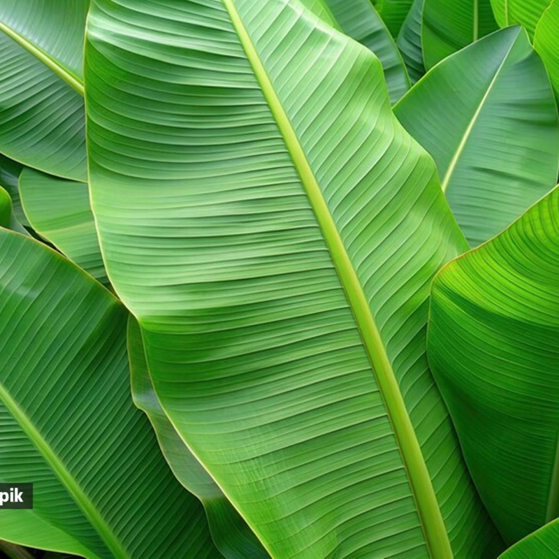 Banana Leaf
